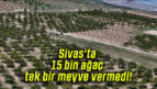 Sıvas’ta 15.000 Ağaç Meyve Vermedi