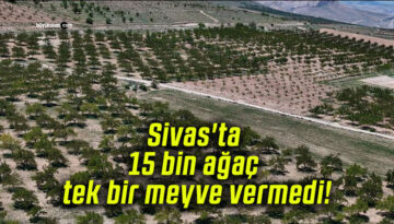 Sıvas’ta 15.000 Ağaç Meyve Vermedi